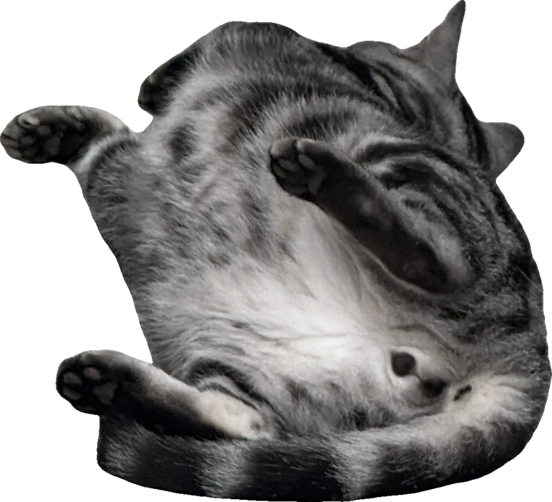 A tabby cat rolling on its back