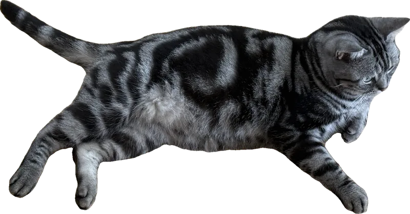 A silver tabby cat lounging