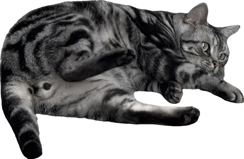 A tabby cat looking at the camera