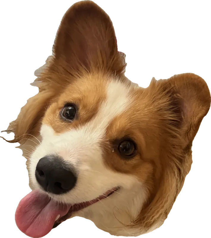 A happy corgi with its tongue out