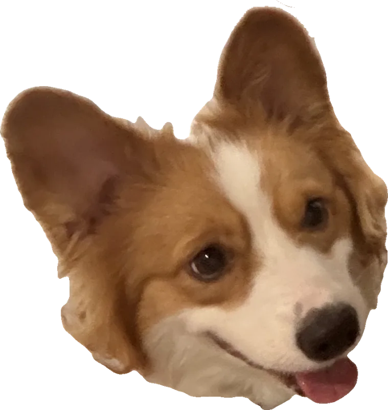 A corgi waiting patiently