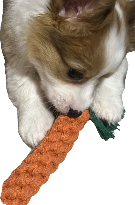A corgi puppy chewing a carrot toy