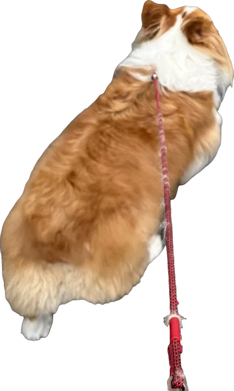 A corgi out for a walk